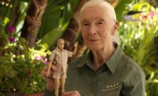 Arriva la Barbie 'Jane Goodall', la mamma degli scimpanzé