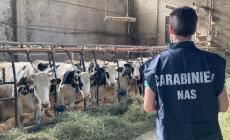 Stalla, sala di mungitura e di raccolta latte inadeguate: sanzionato allevamento irregolare nel Reggiano. Sequestrati oltre 1000 bovini