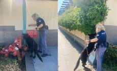 Controlli nei parchi: il cane Barak scova  quasi 3 etti di hashish al Parco Falcone e Borsellino