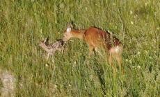 I volontari  salvano  otto cuccioli  di capriolo: rischiavano di essere falciati dai trattori
