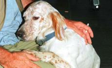 Cane da caccia ucciso a sassate sulla Giara da un allevatore