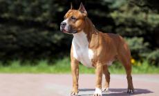 Cane ucciso a fucilate, i legali: "Brutale e ingiustificata aggressione"