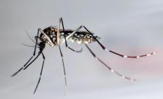 Virus West Nile, al via un piano con misure di sorveglianza e controllo a Parma