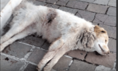 Ucciso il cane  amico dei fedeli di San Giovanni Rotondo 