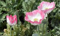 La Finanza sequestra 4 kg di bulbi di papavero da oppio nella Bassa Reggiano