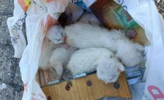 Gettati nel cassonetto appena nati: quattro gattini salvati dai carabinieri