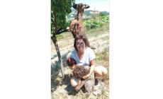  Melissa Zannoni alleva oltre 200 galline: «La mia sfida tutta bio nel pieno rispetto dell'ambiente»  