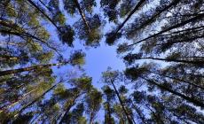 Regione, bando per le imprese che vogliono diventare più "verdi": contributi per piantare alberi