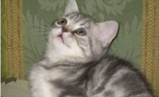 Infestazione di giardiasi: il gattile rester&agrave; chiuso per dieci giorni 