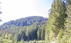 Incidente nei boschi di Moena: grave un boscaiolo colpito da un tronco