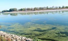 Il Po si è colorato di verde - Foto