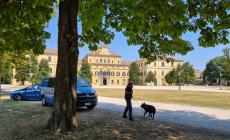 Parco Ducale, Parco Nord e via Verdi: il fiuto di Barak e Avana permette di recuperare due etti di hashish - Video