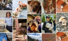 Campagna estiva contro l&rsquo;abbandono degli animali: inviate anche le vostre foto