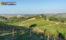 Colli di Parma, è partita la vendemmia: cala la produzione, aumenta la qualità - Video