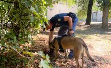 Parco Ducale e Parco Falcone e Borsellino, il fiuto di Kimon fa scovare quasi un etto di hashish interrato tra i rovi