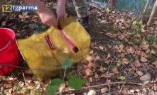 Conservazione del gambero di fiume: eradicati 32mila esemplari esotici invasivi - Video