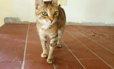 Cani e gatti in cerca di casa a Parma e provincia 