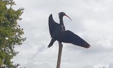 Ibis in "eremitaggio" in un cortile a Basilicanova