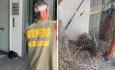 Cosa ci fa un istrice in città?  L'animale, ferito, è stato recuperato  dai volontari del Rifugio Matildico  - Video