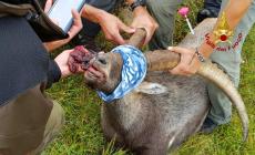 Trovato morto lo stambecco salvato dopo aver ingoiato una scatoletta di tonno - Foto 