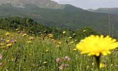 Preziossimi impollinatori: l'Ue finanzia il progetto coordinato dal Parco nazionale dell'Appennino