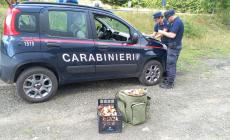 Parma, sequestrati quasi 200 chili di funghi raccolti illegalmente in tutta la provincia, decine di multe per oltre 3000 euro