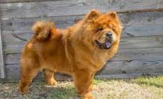 Azzannato dal proprio cane che stava picchiando: ricoverato in gravi condizioni