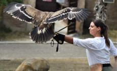 L'aquila delle steppe in fuga da casa, presa  dai volontari del Matildico e riconsegnata alla  sua padrona