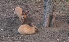 Al Nevicati troppi abbandoni di animali: ma quel parco non &egrave; uno zoo