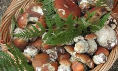  Consumare funghi senza pensieri, con gli Ispettorati micologici dell'Ausl