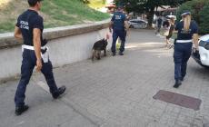 Task force della Polizia locale in Oltretorrente,  centro e stazione: fuggi fuggi, aggressioni, 160 grammi di droga sequestrati, segnalazioni e sanzioni