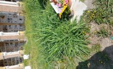  "Cimitero di Ugozzolo, è una situazione dignitosa per defunti e familiari?" - Foto