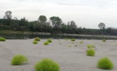 Le spiagge del Po si tingono di... esotico: guarda il video