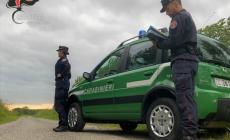Cani tenuti in box non puliti e debilitati, sanzionati due pensionati
