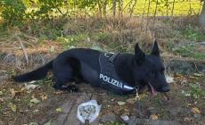 Parco Nord, il fiuto di Jaco scova 80 grammi di droga tra i cespugli - Foto