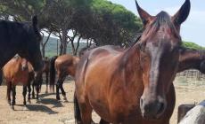 Colpito in faccia da un calcio di un cavallo: paura per un 50enne a Collecchio