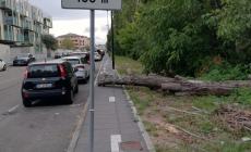 L'albero tagliato (ancora) sul marciapiede di  via Gronchi