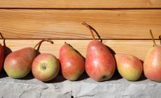 La Pera Nobile presidio Slow Food del territorio parmense: cotta o  in mostarda &egrave; una squisitezza