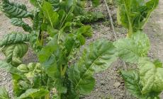 Mandragora, richiamato lotto di spinaci 'Il Gigante' 