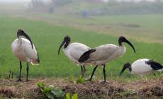 L'ibis sacro dall'Egitto alla Bassa Parmense - Foto