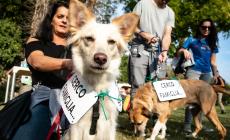 Cani in cerca di famiglia: prove di adozione tra carezze e passeggiate - Foto