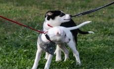 I volontari di &laquo;4 Cats&raquo; in prima linea per  trovare una casa a gatti e cani