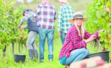 Vendemmia  sempre meno "classica" per le nuove condizioni climatiche