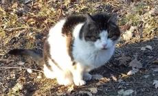 Gatta record di longevità sbranata da un cane
