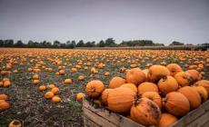 Halloween, Iva ridotta al 4% per le zucche da tavola