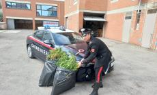 Collecchio, sorpresi a dividersi alcune dosi di hashish. A Salso scoperta una piantagione di marijuana vicino al letto del Ghiara