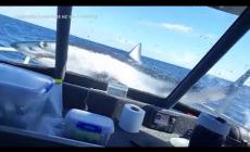 Lo squalo salta sul peschereccio: paura a bordo - Video
