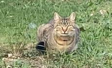 Avvistato un gatto selvatico a Felino? - Video 