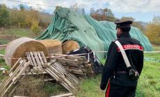 Agricoltore muore schiacciato da una rotoballa a Scandiano