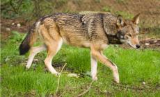 Lupo in Appennino: la Provincia chiede un intervento della Regione